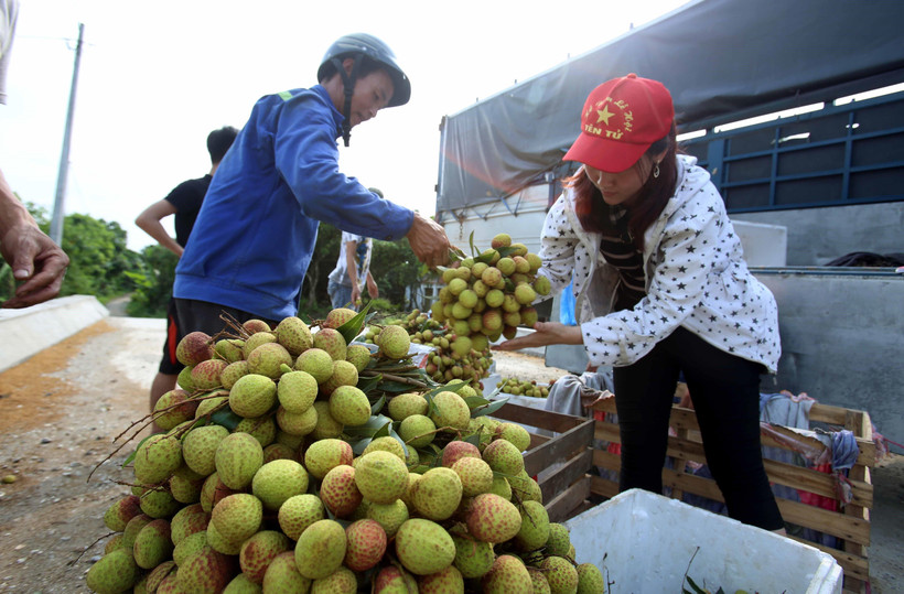 Từ giữa tháng Năm đến nay, hơn 13.000 tấn quả vải tươi đã được xuất sang Trung Quốc qua cửa khẩu Tân Thanh, Lạng Sơn. (Ảnh: Phạm Kiên/TTXVN)
