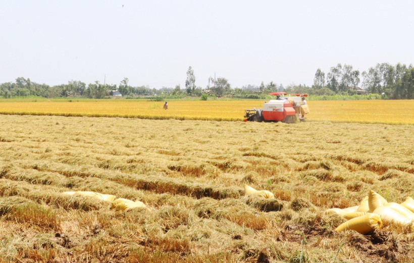 Nông dân huyện Gò Công Tây, Tiền Giang thu hoạch lúa vụ Đông Xuân 2019-2020. (Ảnh: Nam Thái/TTXVN)