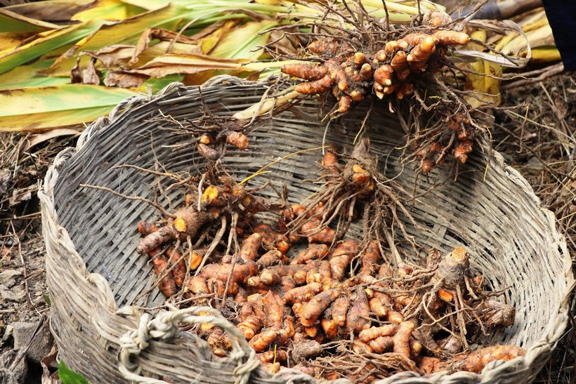 Cuộc sống người nông dân các tỉnh miềm núi phía bắc đang dần thoát nghèo nhờ chuyển đổi mô hình canh tác hữu cơ, bền vững. (Ảnh: Hạnh Nguyễn/Vietnam+)