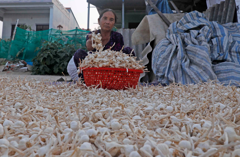 Giá tỏi hiện tại chỉ dao động ở mức từ 15.000-20.000 đồng/kg. (Ảnh: Trần Việt/TTXVN)