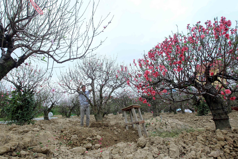 (Ảnh minh họa: An Đăng/TTXVN)