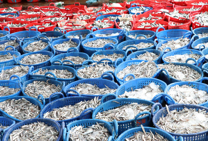 Dày đặc những giỏ cá tại Cảng cá Cà Ná (huyện Thuận Nam) sắp được chuyển đi chế biến. (Ảnh: Công Thử/TTXVN)