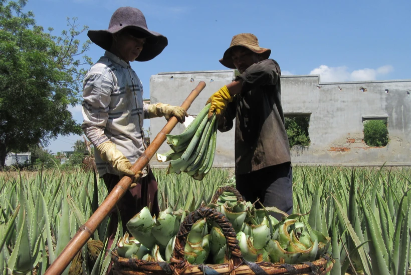 Nông dân phường Mỹ Bình, thành phố Phan Rang-Tháp Chàm thu hoạch nha đam. (Ảnh: Nguyễn Thành/TTXVN)