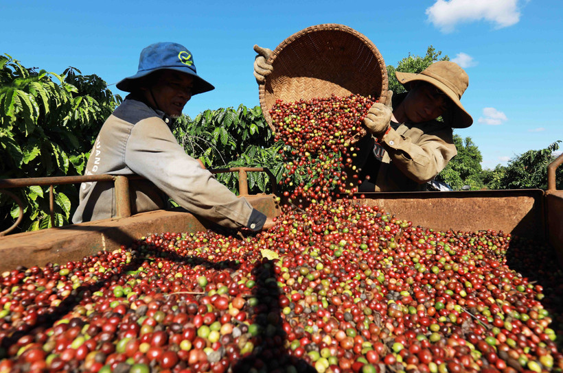 Thu hoạch cà phê ở vùng trồng của Công ty Simexco Daklak (thành phố Buôn Ma Thuột, Đắk Lắk). (Ảnh: Vũ Sinh/TTXVN)