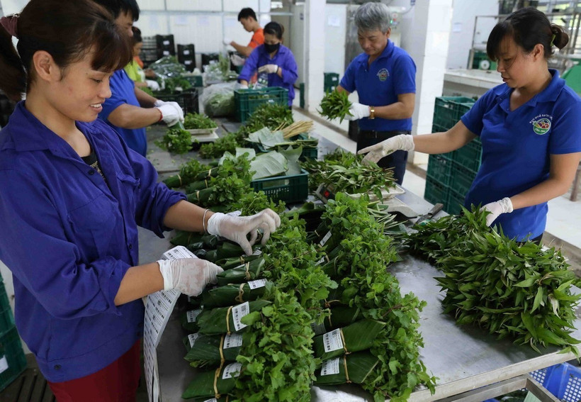 Mỗi ngày, hệ thống siêu thị BigC Hà Nội tiêu thụ từ 1,2 đến 1,5 tấn rau củ quả được bao gói bằng các sản phẩm thân thiện với môi trường của Hợp tác xã rau quả sạch Chúc Sơn, Hà Nội. (Ảnh: Vũ Sinh/TTXVN)