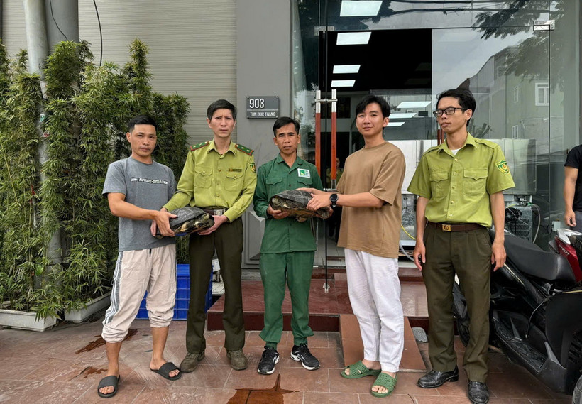 Các cá thể rùa được Vườn quốc gia Cúc Phương cứu hộ thành công. (Ảnh: TTXVN phát)