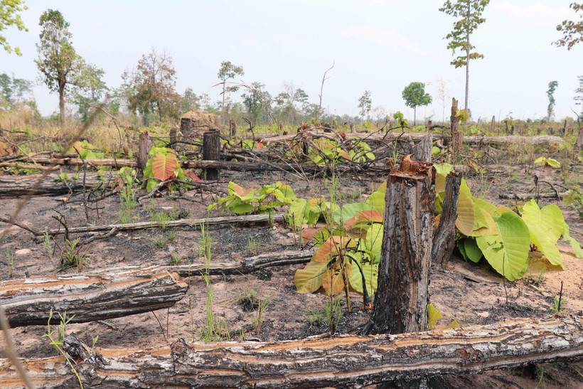 Hiện trường vụ phá rừng tại xã biên giới Ia Meur. (Ảnh: Dư Toán/TTXVN)