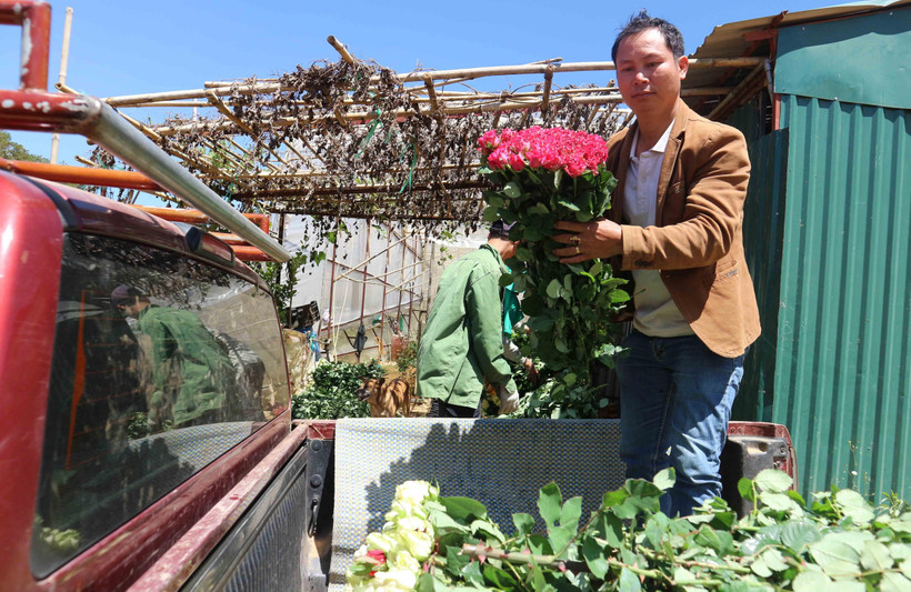 Hhoa hồng Đà Lạt đẹp nổi tiếng nên được khách hàng ưa chuộng. (Ảnh: Nguyễn Dũng/TTXVN)