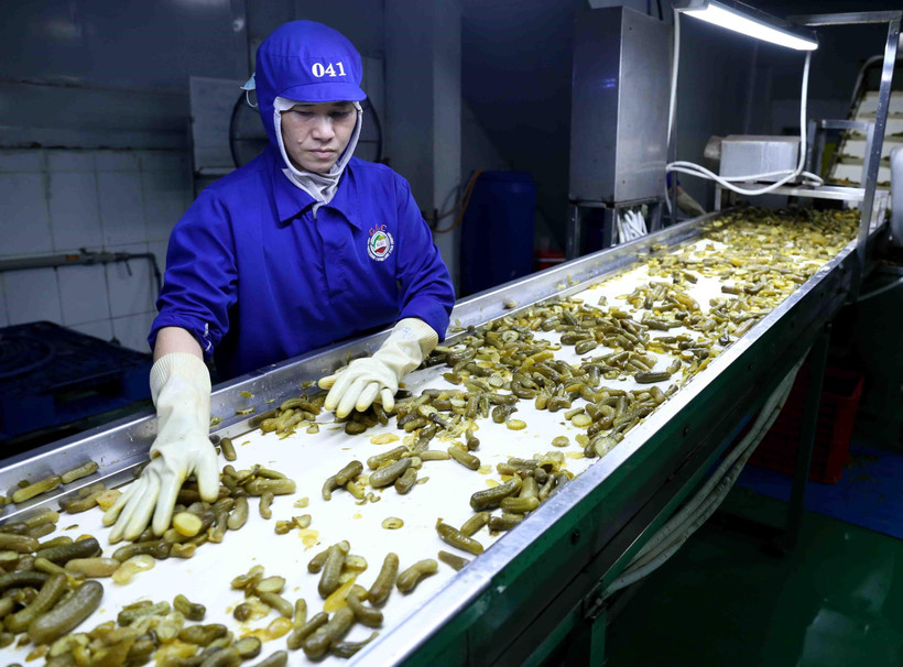 Dây chuyền đóng lọ dưa chuột xuất khẩu của Công ty CP chế biến thực phẩm xuất khẩu GOC, Bắc Giang. (Ảnh: Vũ Sinh/TTXVN)