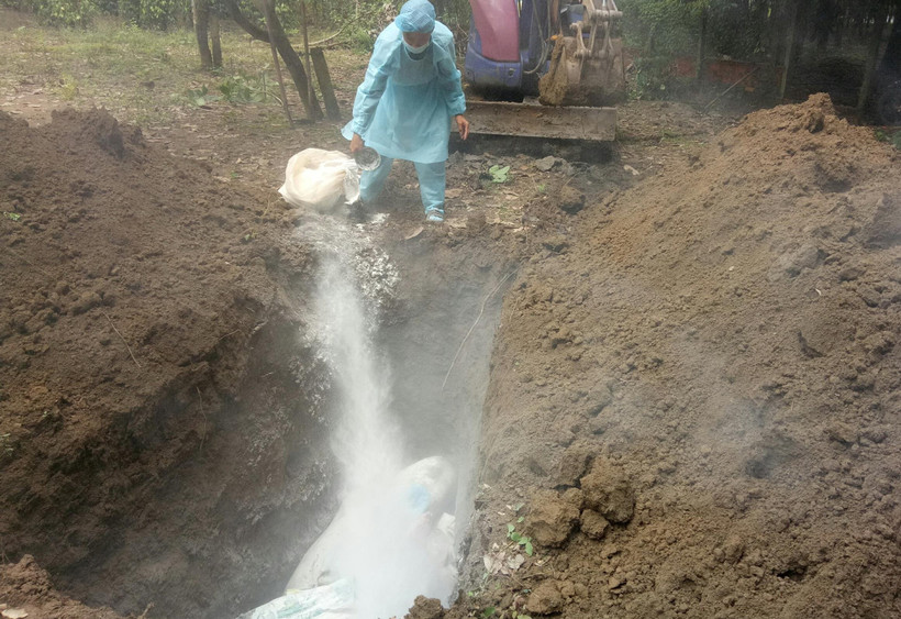 Tiêu hủy lợn bệnh. (Ảnh: Đậu Tất Thành/TTXVN)