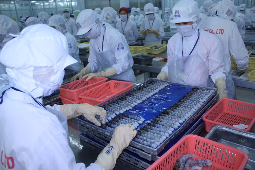 Chế biến tôm xuất khẩu tại Công ty TNHH kinh doanh chế biến Thủy sản xuất nhập khẩu Quốc Việt. (Ảnh: TTXVN)