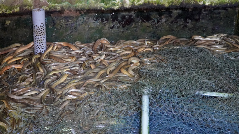 Mô hình nuôi lươn không bùn tại xã Ngọc Chúc, huyện Giồng Riềng, tỉnh Kiên Giang. (Ảnh: Văn Sĩ/TTXVN)