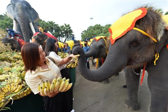 Voi thưởng thức hoa quả trong hoạt động kỷ niệm Ngày Voi quốc gia ở Pattaya, Thái Lan. (Ảnh: THX/TTXVN)