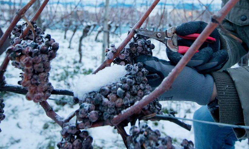 Rượu vang tuyết được làm từ các quả nho được đông lạnh tự nhiên trên giàn. (Nguồn: theguardian.com)