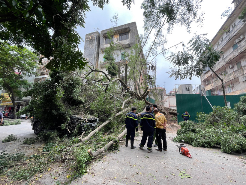 Hiện trường vụ đổ cây chắn ngang phố Lê Quý Đôn. (Ảnh: Minh Hiếu/Vietnam+)