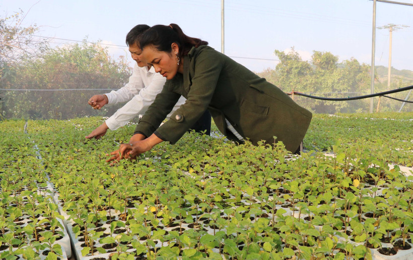 Chị Viên trong vườn ươm cây giống cà gai leo của Hợp tác xã Dịch vụ nông nghiệp Tú An 1. (Ảnh: Hồng Điệp/TTXVN)