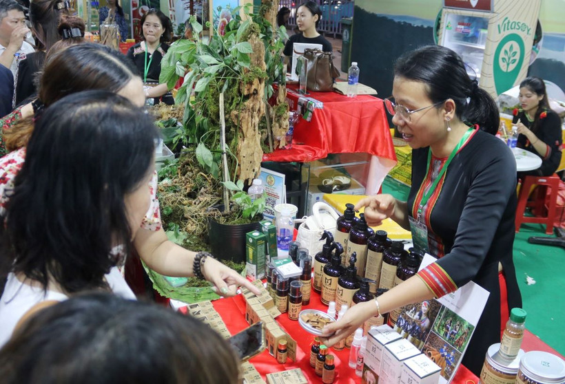Các gian hàng trưng bày sâm thu hút đông đảo khách tham quan. (Ảnh: Thu Hương/TTXVN)