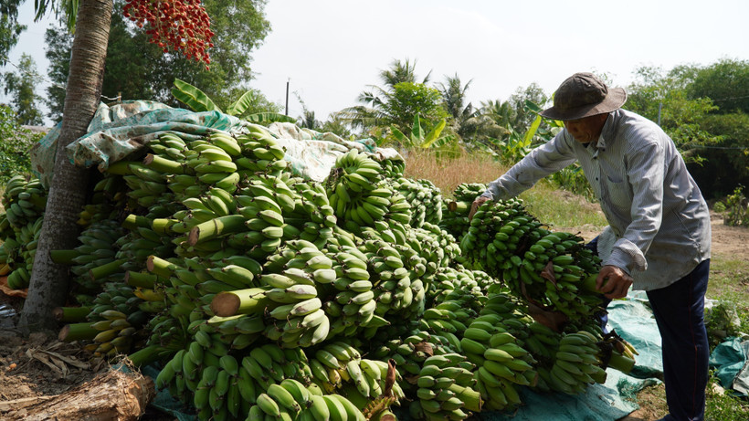Giá chuối xiêm ở xã Minh Thuận, huyện U Minh Thượng (Kiên Giang) giảm thấp, chỉ còn 3.000 đồng/nải. (Ảnh: Văn Sĩ/TTXVN)