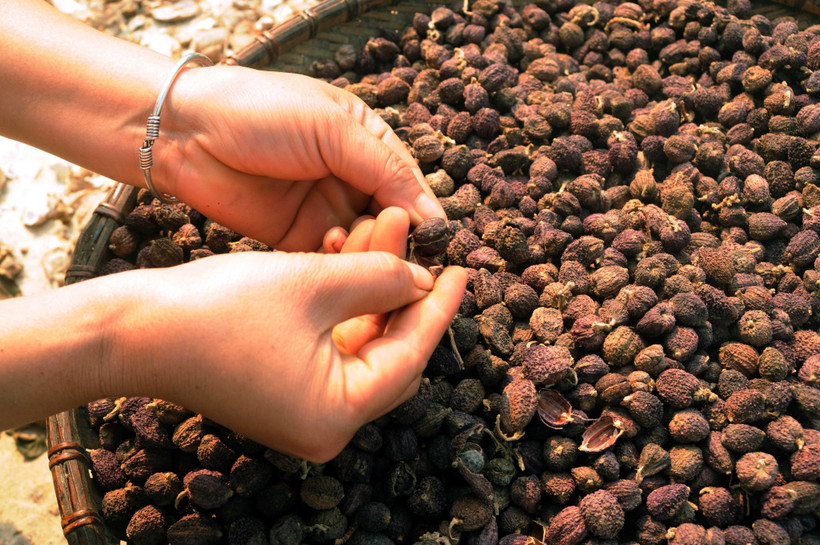 Phơi quả sa nhân. (Ảnh minh họa: Quang Quyết/TTXVN)