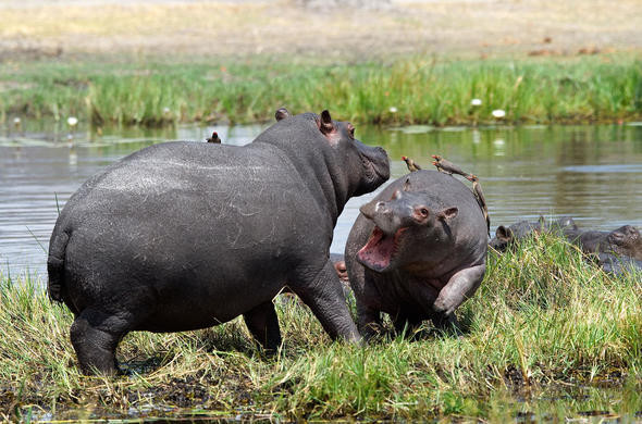 Hà mã. (Nguồn: botswana.co.za)