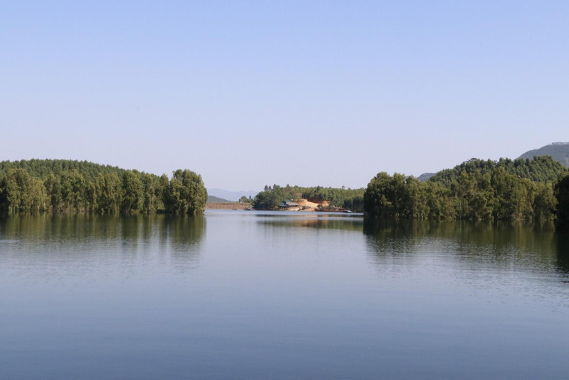 Cây tràm Úc góp phần phủ xanh đất bán ngập trong mùa nước cạn, đồng thời còn để "tiêu diệt" diện tích cây mai dương xâm thực vùng hồ Thác Bà. (Ảnh: Đức Tưởng/TTXVN)