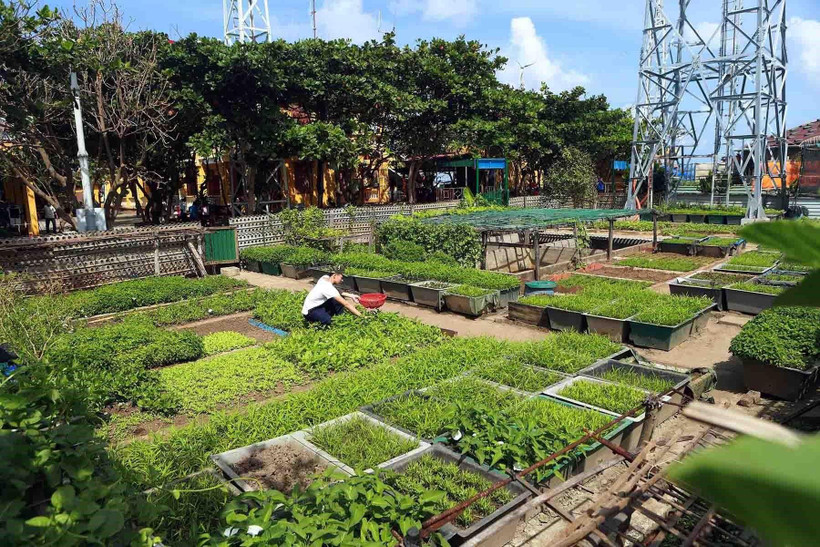 Vườn rau xanh tươi tốt góp phần cải thiện bữa ăn cho cán bộ, chiến sỹ trên đảo Trường Sa Đông. (Ảnh: Hoàng Hùng.TTXVN)