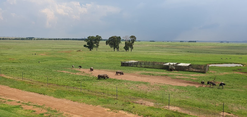 Những chú tê giác đã được cưa sừng với mục đích bảo vệ khỏi bị săn trộm, được thả rông tại khu dừng nghỉ trên Quốc lộ N4 thuộc tỉnh Mpumalanga, Nam Phi. Ảnh: Hồng Minh/TTXVN)
