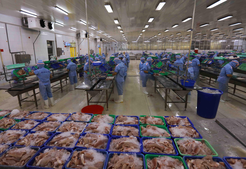 Chế biến cá tra tại Công ty CP Xuất Nhập khẩu Cửu Long An Giang. (Ảnh: Vũ Sinh/TTXVN)