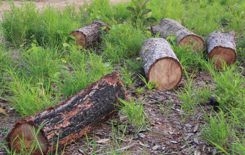 Gần 20ha rừng tự nhiên bị phá trắng ở huyện Ea Súp, Đắk Lắk. (Ảnh: Phạm Cường/TTXVN)