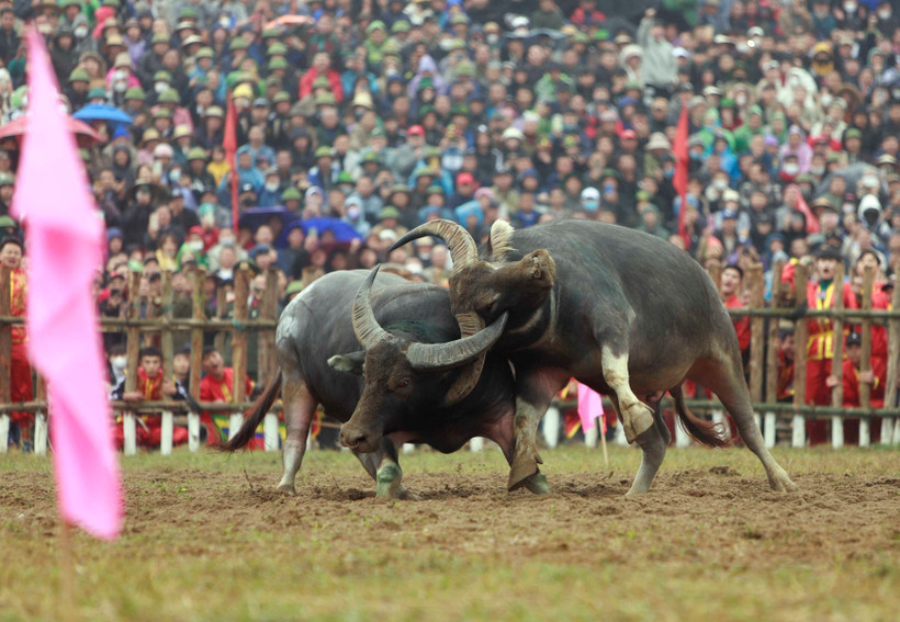 Pha thi đấu nảy lửa tại Lễ hội chọi trâu xã Hải Lựu. (Ảnh: Hoàng Hùng/TTXVN)