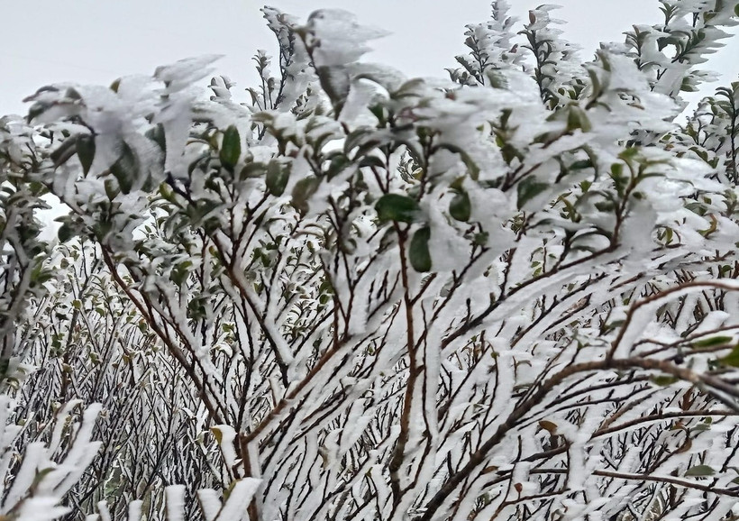 Băng giá, sương muối xuất hiện trên đỉnh Fansipan (thị xã Sa Pa, tỉnh Lào Cai). (Ảnh: TTXVN phát)