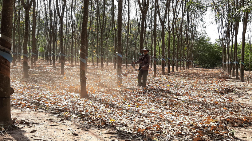 (Ảnh minh họa: Dương Chí Tưởng/TTXVN)