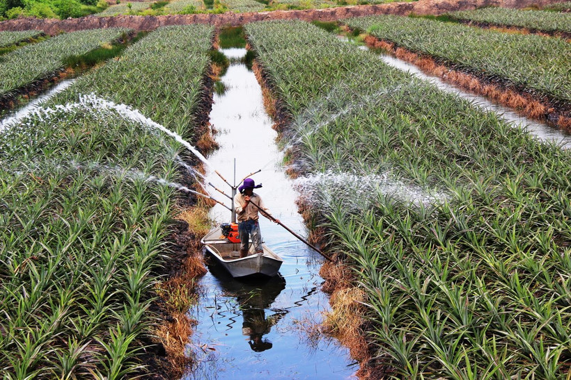 Phun nước tưới chăm sóc khóm (dứa) theo mô hình nông nghiệp công nghệ cao tại Trang trại của nông dân Nguyễn Văn Sáu ở ấp Bình Hòa, xã Bình Thạnh, huyện Trảng Bàng, tỉnh Tây Ninh. (Ảnh: Lê Đức Hoảnh/TTXVN)