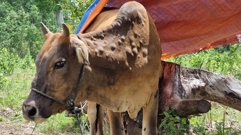 Bò bị nhiễm bệnh viêm da nổi cục tại huyện Kon Plông, tỉnh Kon Tum. (Ảnh: TTXVN phát)