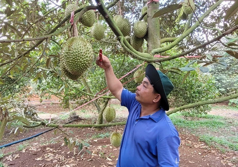 Thu hoạch sầu riêng tại Tổ hợp tác trồng sầu riêng Xà Ban (huyện Châu Đức) - đơn vị được cấp mã vùng trồng xuất khẩu sầu riêng đi Trung Quốc. (Ảnh: Hoàng Nhị/TTXVN)