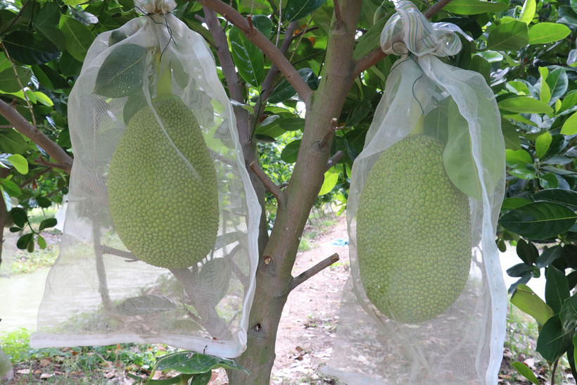 Mít Thái nghịch mùa được khách hàng ưa chuộng. (Ảnh minh họa: Nguyễn Văn Trí/TTXVN)