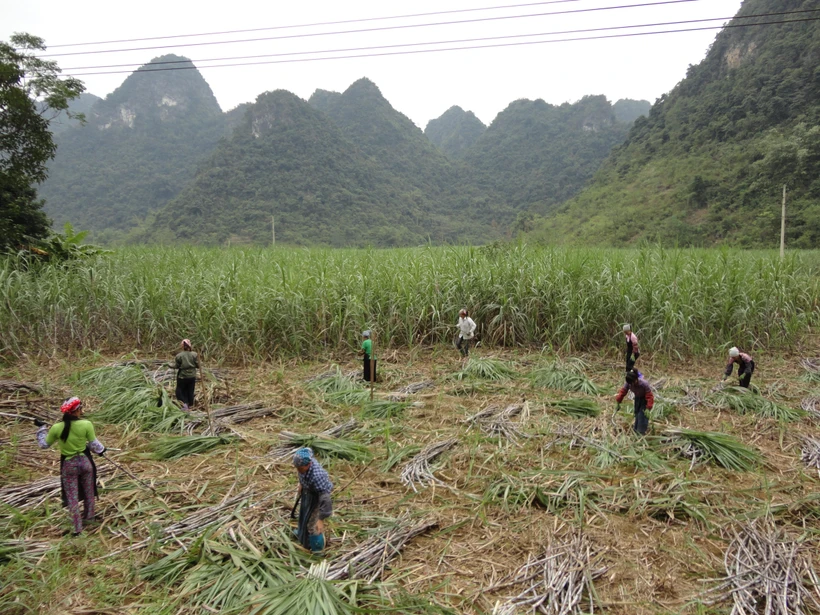 Người dân vùng trồng mía nguyên liệu thu hoạch mía. (Ảnh: Chu Hiệu/TTXVN)