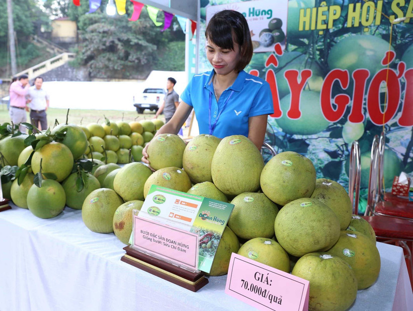 Sản phẩm bưởi Đoan Hùng trưng bày tại hội chợ. (Ảnh: Vũ Sinh/TTXVN)