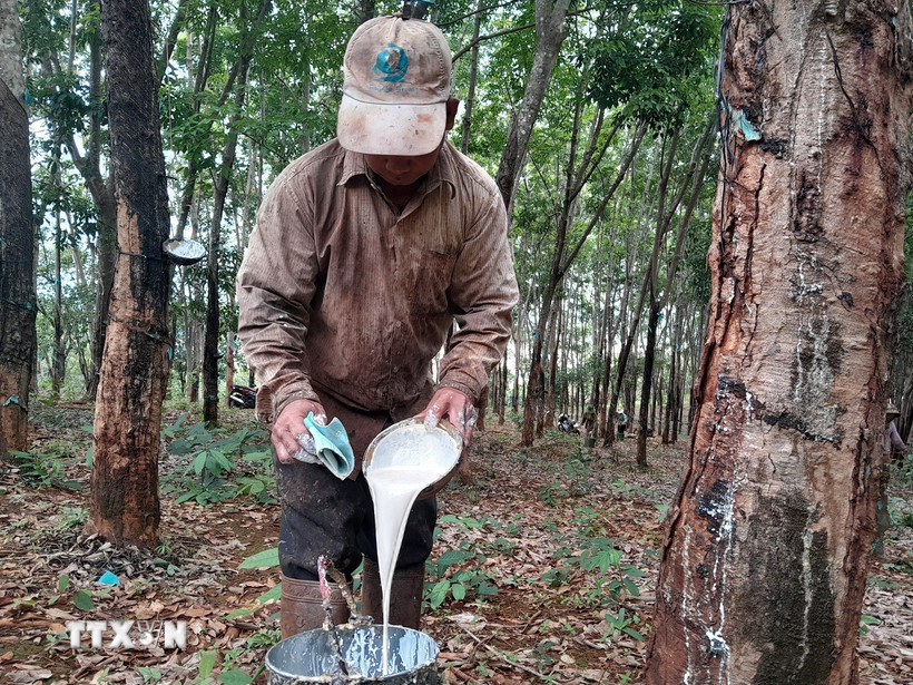 Thu hoạch mủ cao su. (Nguồn: TTXVN)