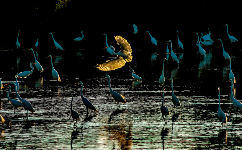 Tác phẩm 'Buổi sáng của đàn cò' được trao giải nhất. (Ảnh: BTC cung cấp)