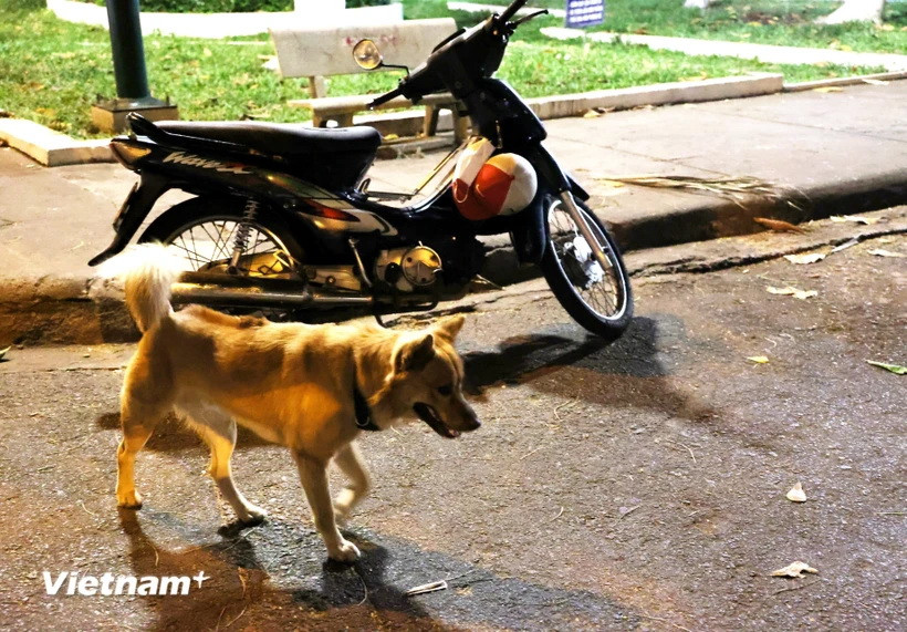 Ảnh minh họa. (Nguồn: Vietnam+)