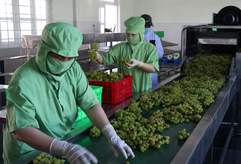 Phân hạng sản phẩm OCOP tại Hợp tác xã nho Evegreen Ninh Thuận. (Ảnh: Công Thử/TTXVN)