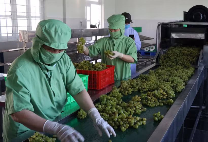 Phân hạng sản phẩm OCOP tại Hợp tác xã nho Evegreen Ninh Thuận. (Ảnh: Công Thử/TTXVN)