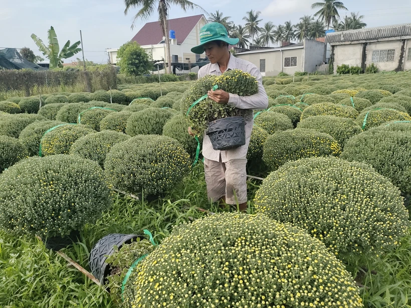 Chuẩn bị giao hoa cúc mâm xôi cho thương lái tại huyện Chợ Lách (Bến Tre). (Ảnh: Huỳnh Phúc Hậu/TTXVN)