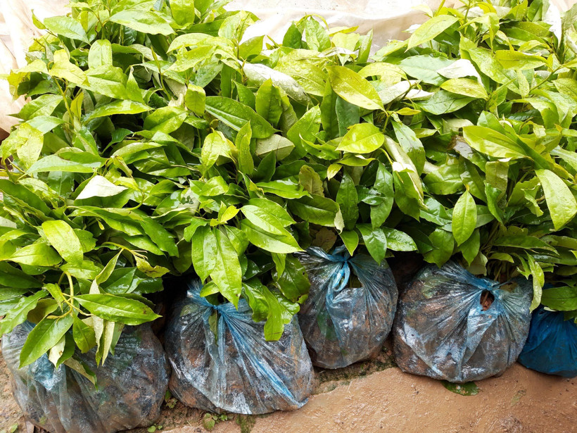 Số cây mỡ giống được hỗ trợ cho người dân xã Hưng Đạo, huyện Bình Gia, Lạng Sơn. (Ảnh: Quang Duy/TTXVN)