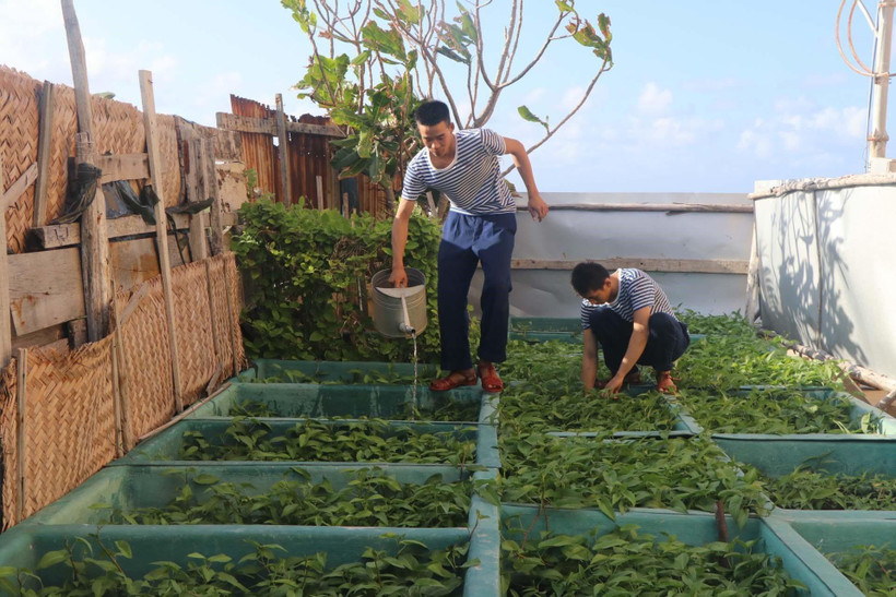 Chiến sỹ đảo Đá Lớn, quần đảo Trường Sa chăm sóc vườn rau xanh trên đảo. (Ảnh: Nguyễn Văn Nhật/TTXVN)