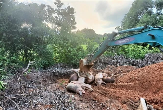 Tiêu hủy lợn nhiễm Dịch tả lợn Châu Phi trên địa bàn xã Suối Tân, huyện Cam Lâm, Khánh Hòa. (Ảnh: TTXVN phát)