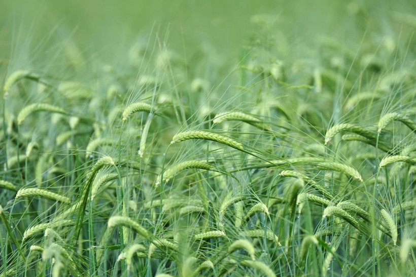 (Nguồn: world-grain.com)