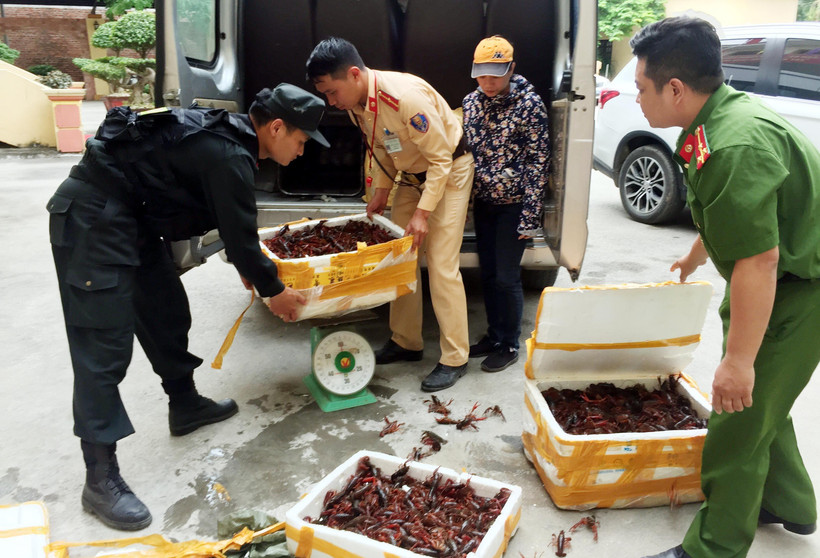 Ba thùng xốp đựng 49kg tôm hùm đất bị bắt giữ tại Lạng Sơn. (Ảnh: Thái Thuần/TTXVN)