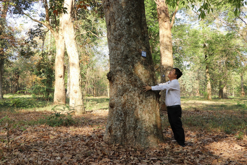 Những gốc cao su cổ thụ có đường kính từ 1-3 mét, cao hàng chục mét đang phát triển tốt tại Vườn cao su bảo tồn thuộc Tổng Công ty Cao su Đồng Nai. (Ảnh: Lê Xuân/TTXVN)